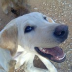 Yako